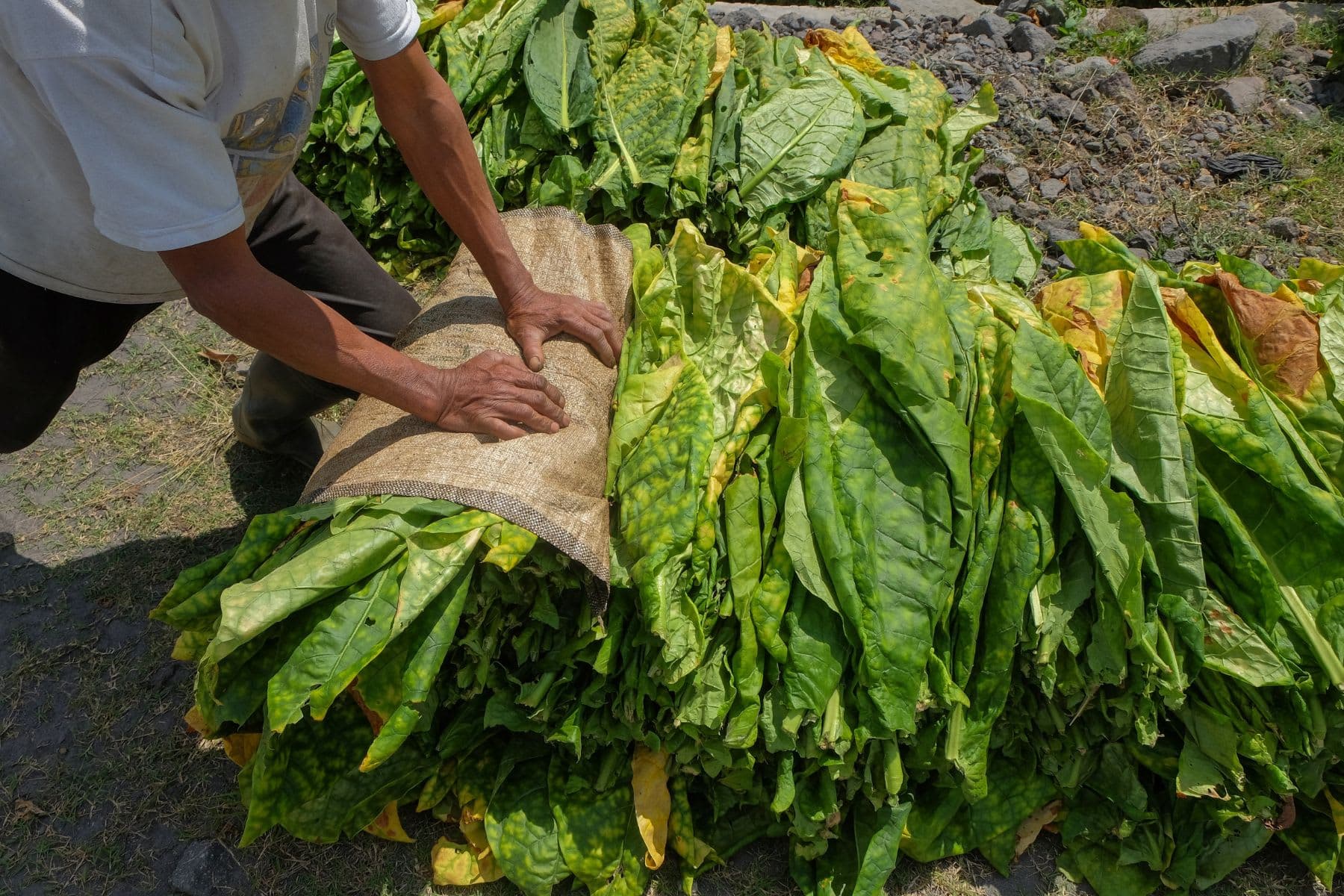 A farmer handling green tobacco leaves.